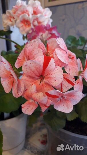 Пеларгония герань