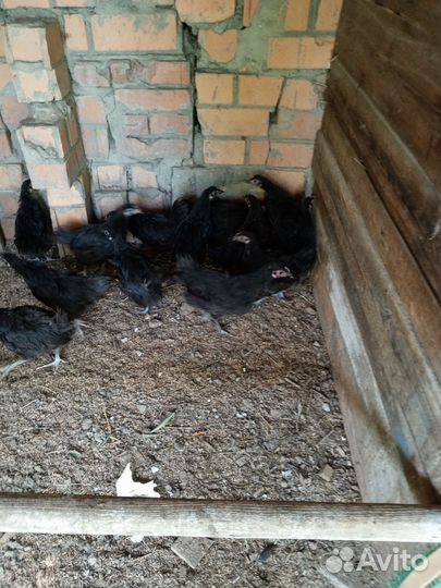 Курочки и петушки