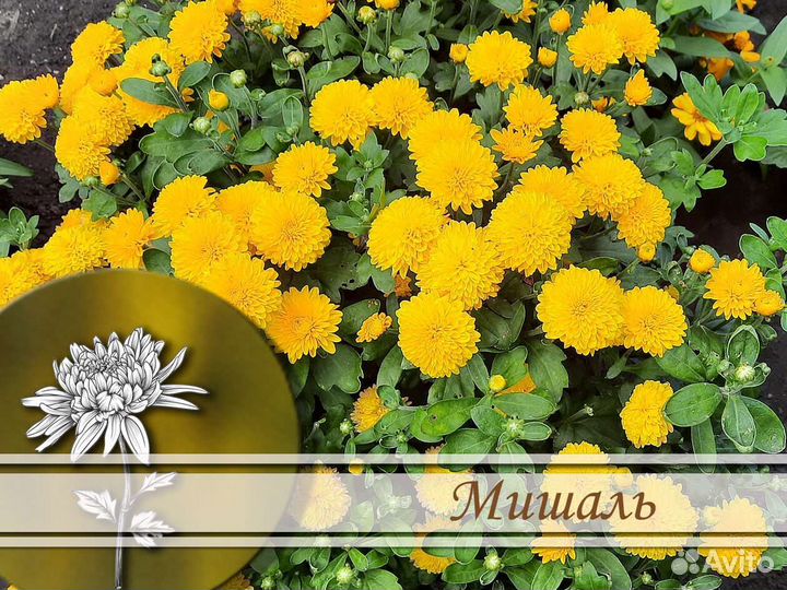 Хризантемы корейские