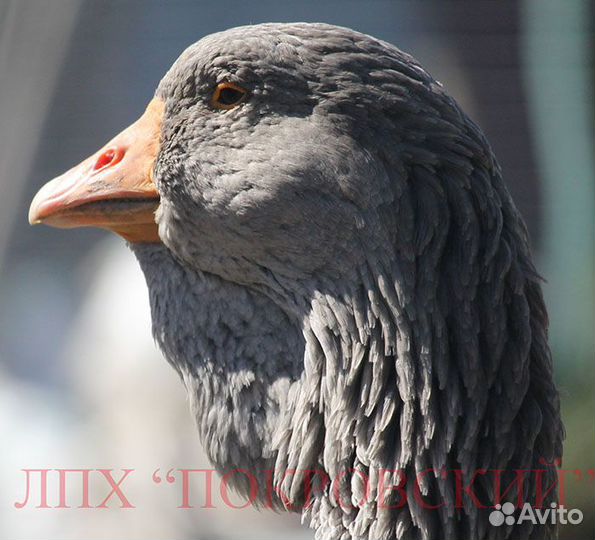 Тулузские гуси: инкуб. яйцо, гусята