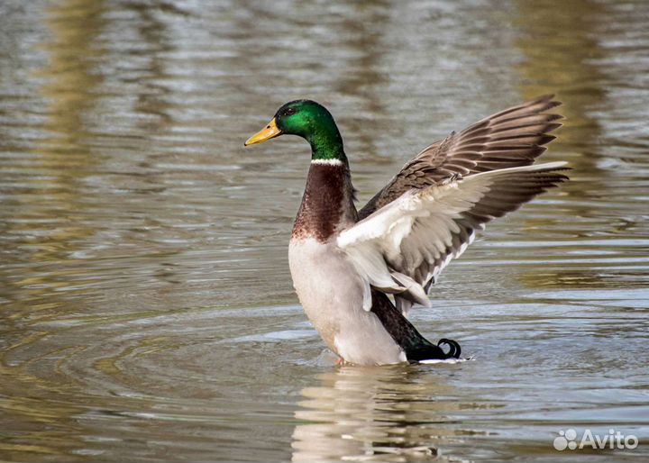Утки и селезни кряквы этого года