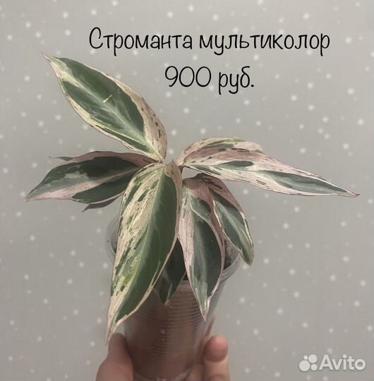 Строманта мультиколор триколор мэджик стар