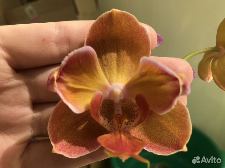 Орхидея Monza