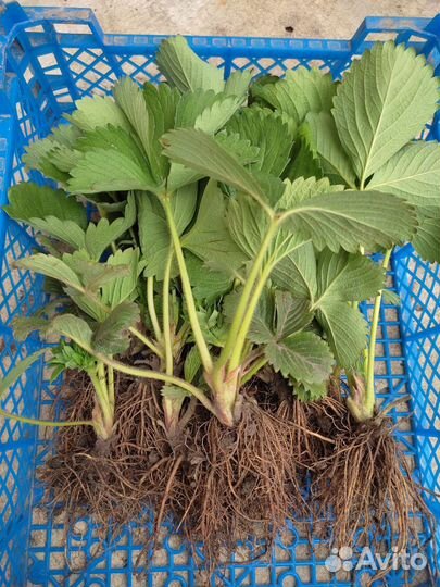 Саженцы клубники