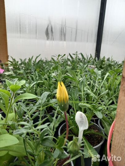 Рассада цветов