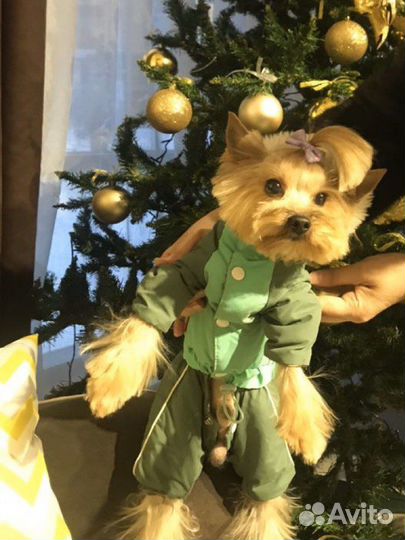 Йоркширский терьер для вязки