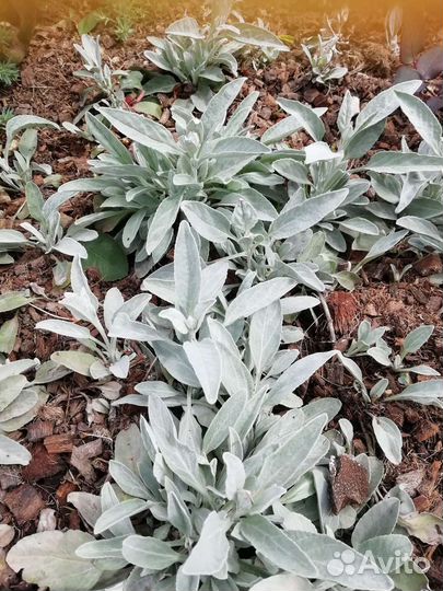 Садовые многолетники