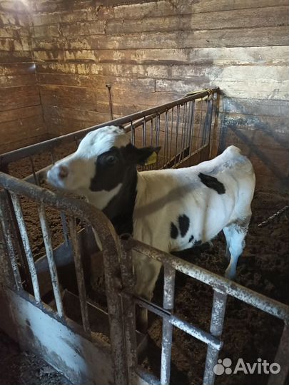 Телята бычки