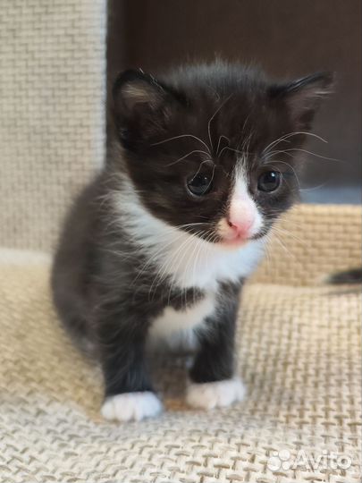 Котята вислоухие