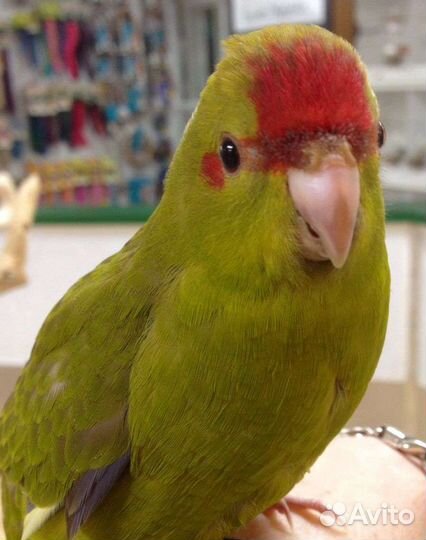 Попугайчики какарики