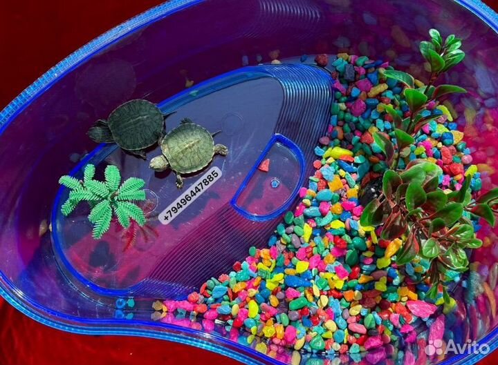 Маленькая черепаха