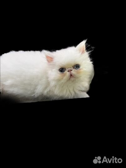 Персидская