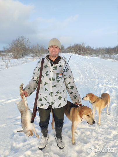 Щенки русской гончей