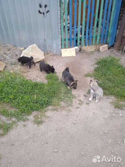 Лайка, щенки