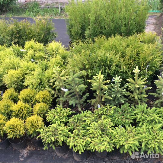 Саженцы плодовые, хвойные и декоративные