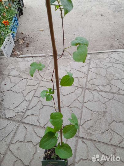 Клематис Королева Бона