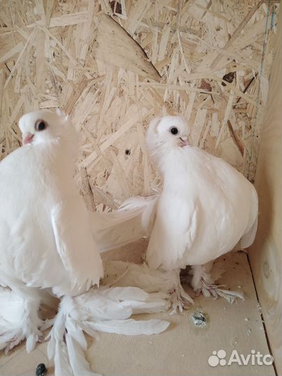 Голуби Статные