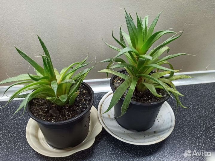 Суккуленты, хаворти, гастерии, алое