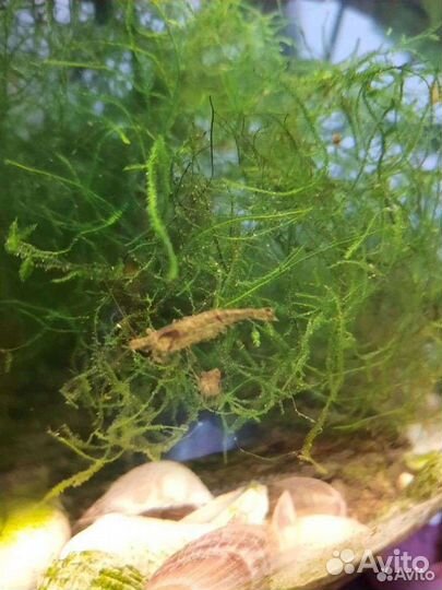 Аквариумные креветки