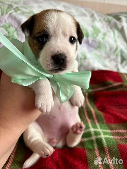 Щенки Джек рассел терьер гладкошерстные