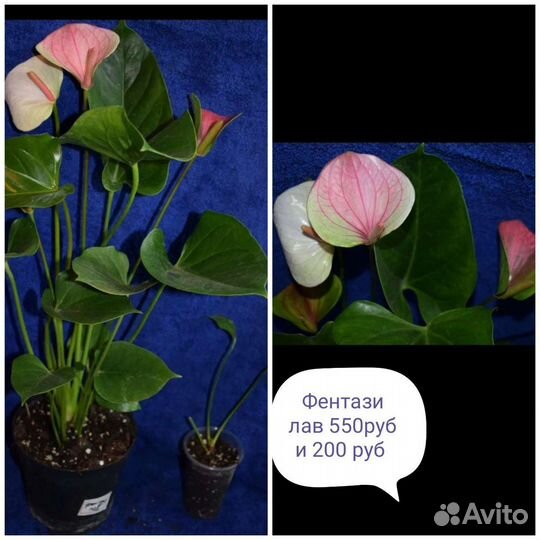 Антуриумы и детки