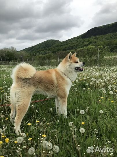 Вязка собак акита-ину