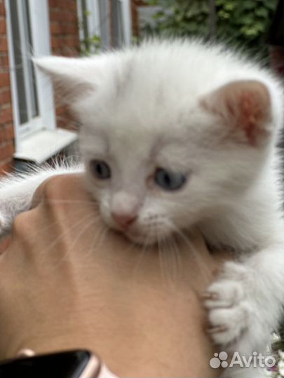 Кошки бесплатно