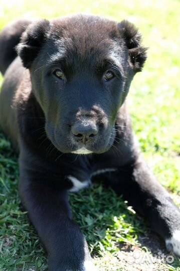 Среднеазиатская овчарка алабай