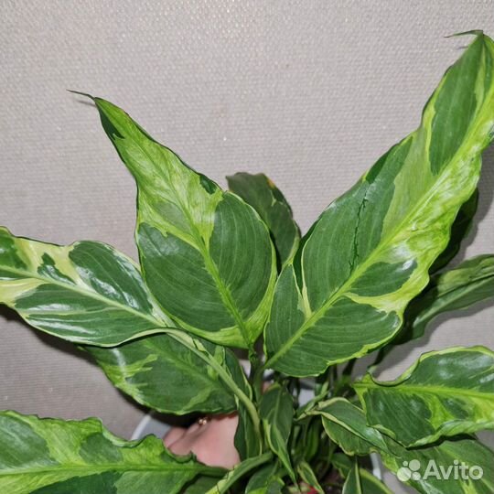 Спатифиллум дели индонезия