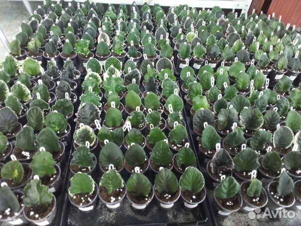 Укорененные черенки фиалок