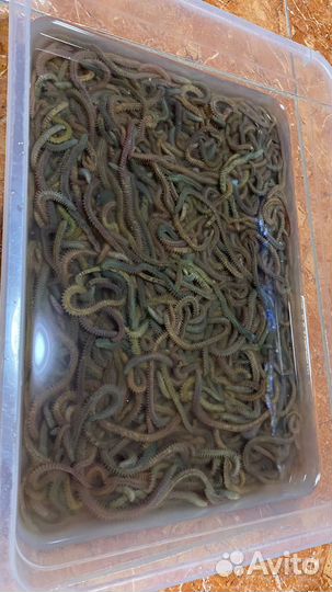 Морской червь нереис