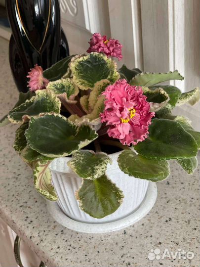 Фиалка в горшках многолетняя сортовая