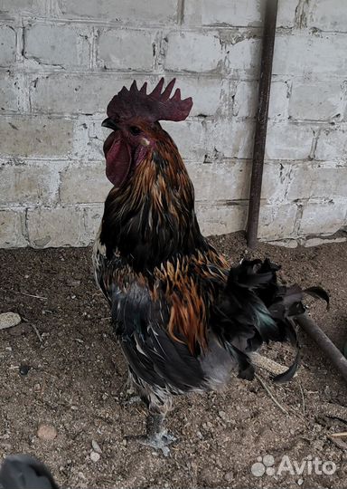 Петухи лакеданзи (чистая порода) на племя