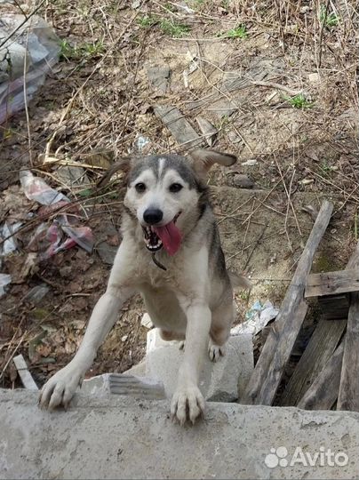 Лиза ищет дом