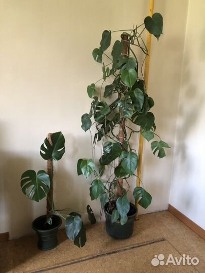 Комнатные растения крупномеры