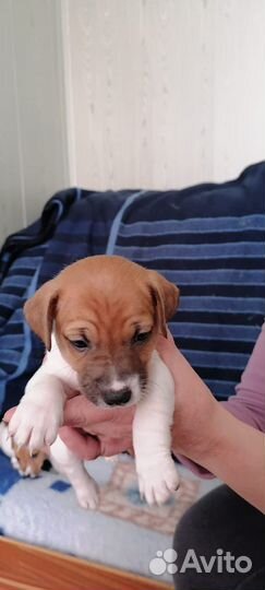 Вязка джек рассел терьер