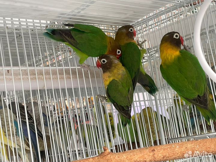 Попугай неразлучники