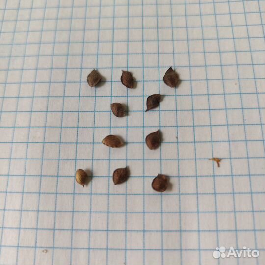 Леспедеца двуцветная, леспедеца двухцветная, медон