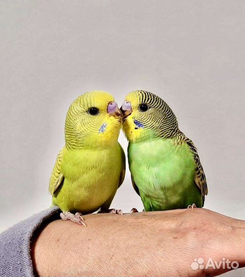 Птенцы волнистый попугай Абсолютно ручные