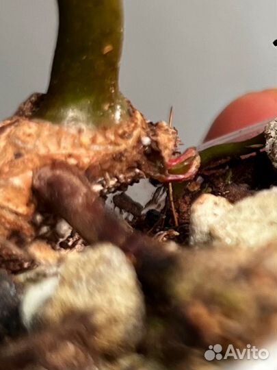 Филодендроны биллитау оранжевые ножки