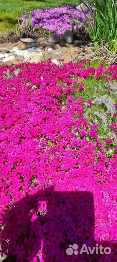 Флоксы шиловидные, растопыреный