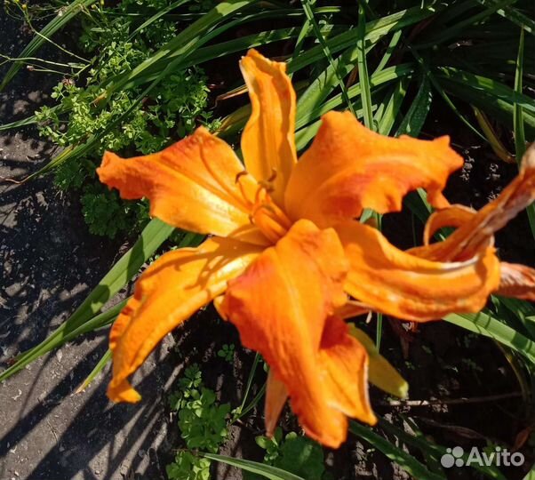 Продам набор лилейников