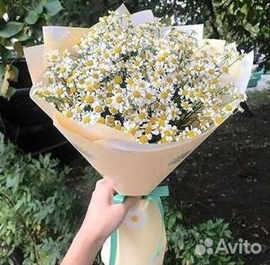 Ромашки Пионы Розы Доставка