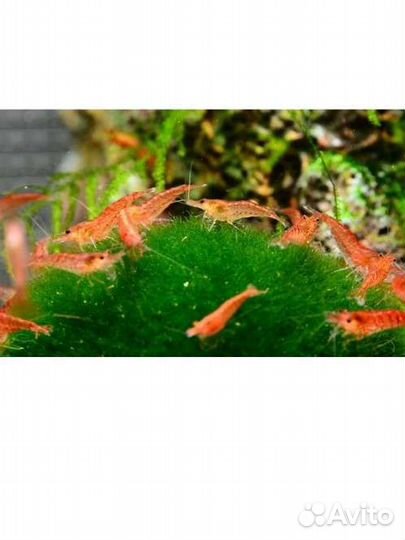 Анцытрусы золотые Гупии эндлера,криветки