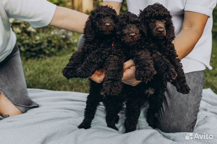 Щенки малого пуделя