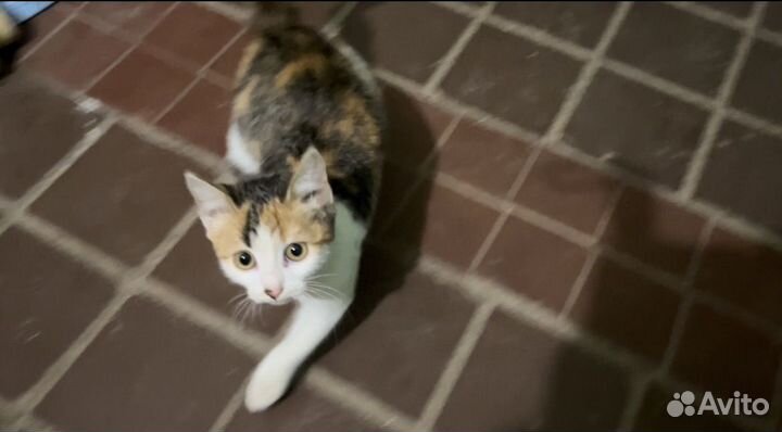 Кошечка в добрые руки