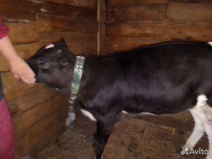 Телочка 4 месяца