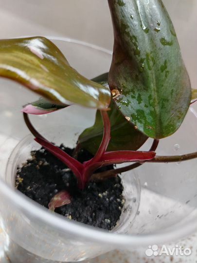 Комнатные растения