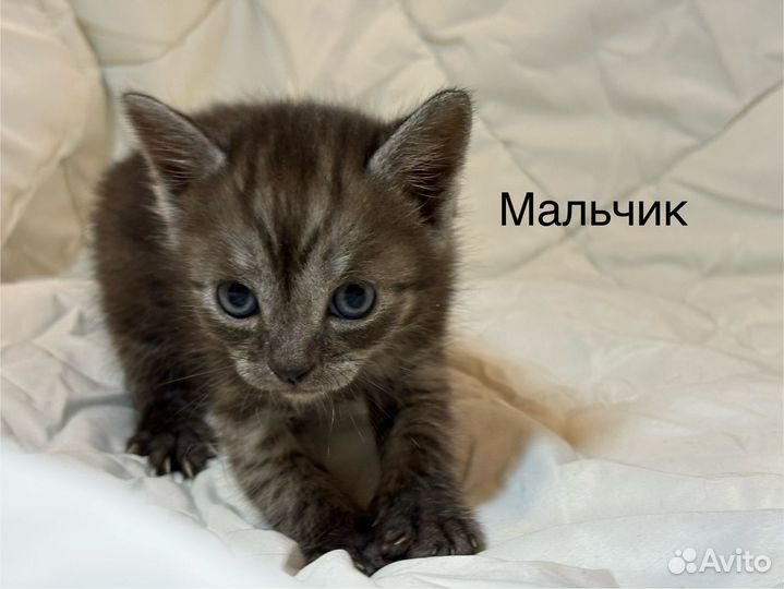Отдам в добрые руки замечательных котят
