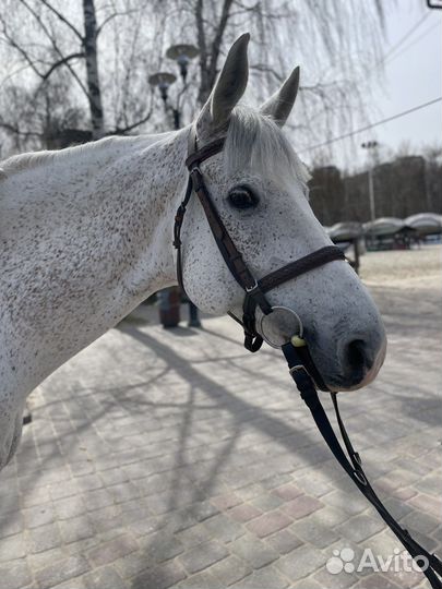 Продается лошадь